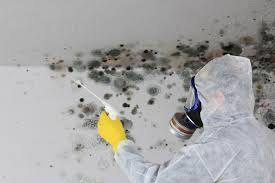 Best Basement Mold Removal  in Enterprise, UT